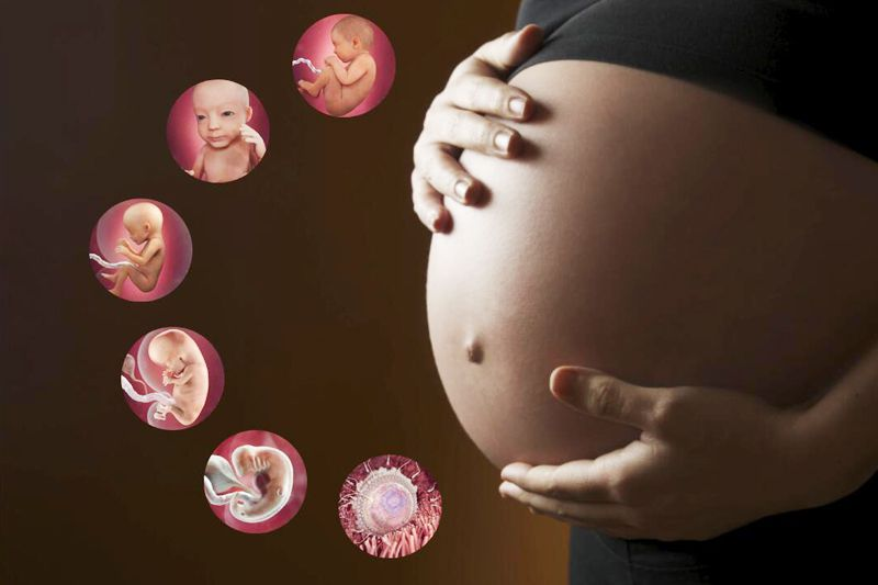 塑造”腹中优秀的胎儿(图1)
